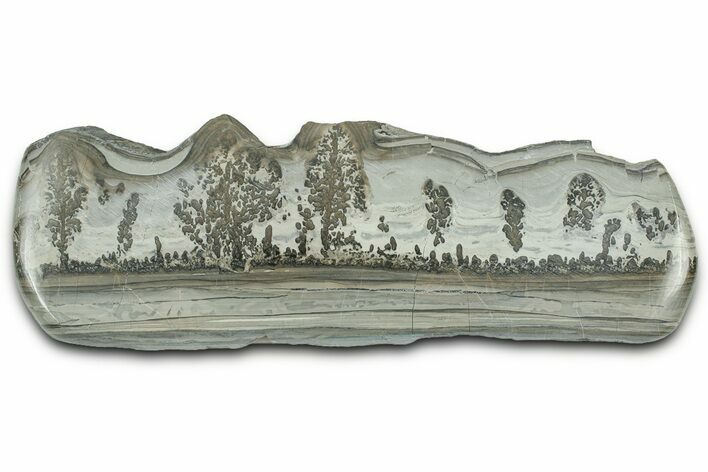 Triassic Aged Stromatolite Fossil - England #327016